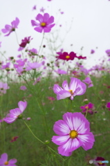 コスモス コスモス