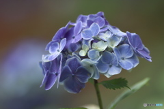 雨引山の紫陽花　ろ