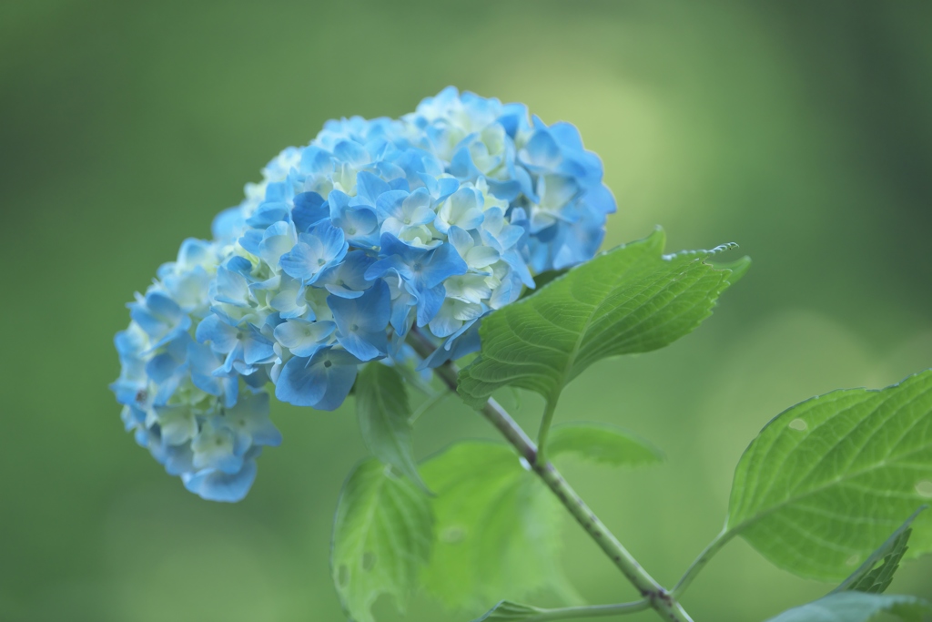 雨引観音の紫陽花　い