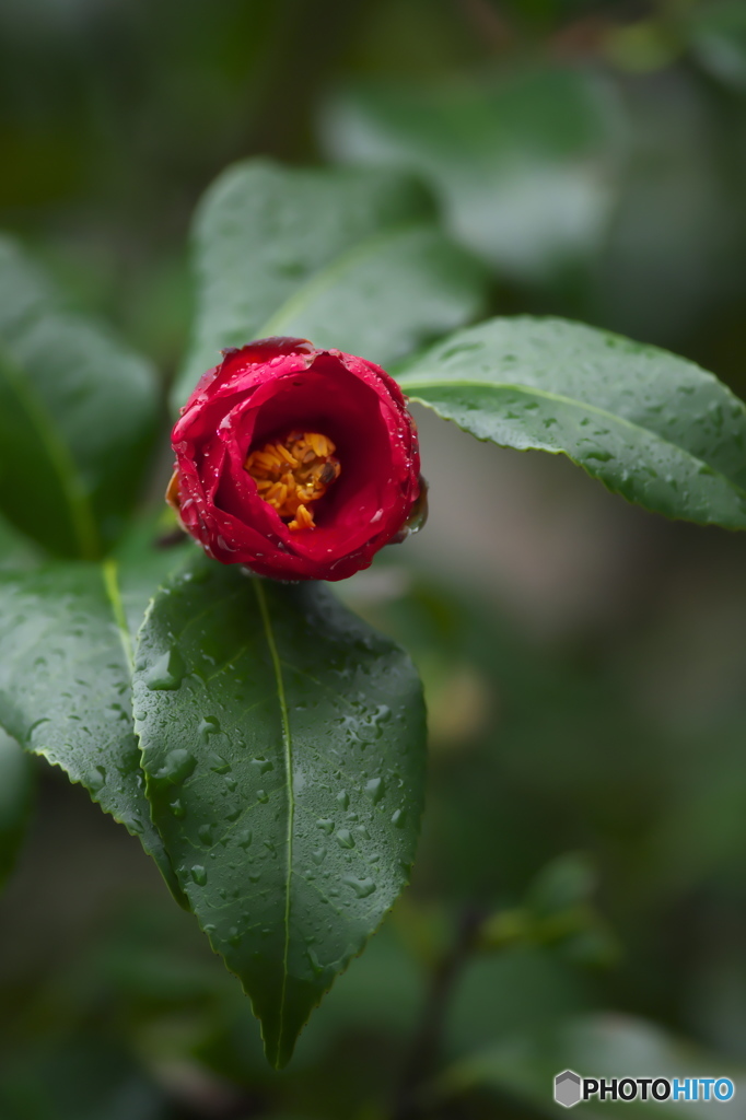 camellia