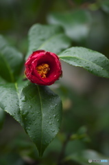 camellia