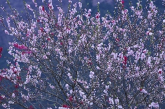 華やかに源平桃開花