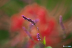 ちっちゃいはな