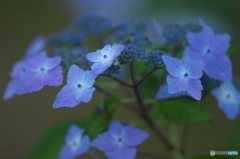 雨引観音の紫陽花　四