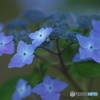 雨引観音の紫陽花　四