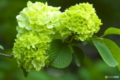 近くのお寺に咲いていた花