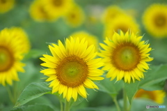 ヒマワリ畑　イ