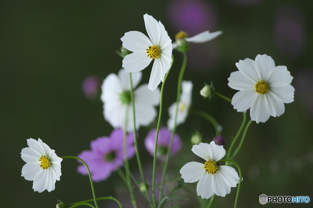 紅白のコスモス　♬