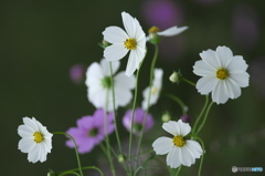 紅白のコスモス　♬