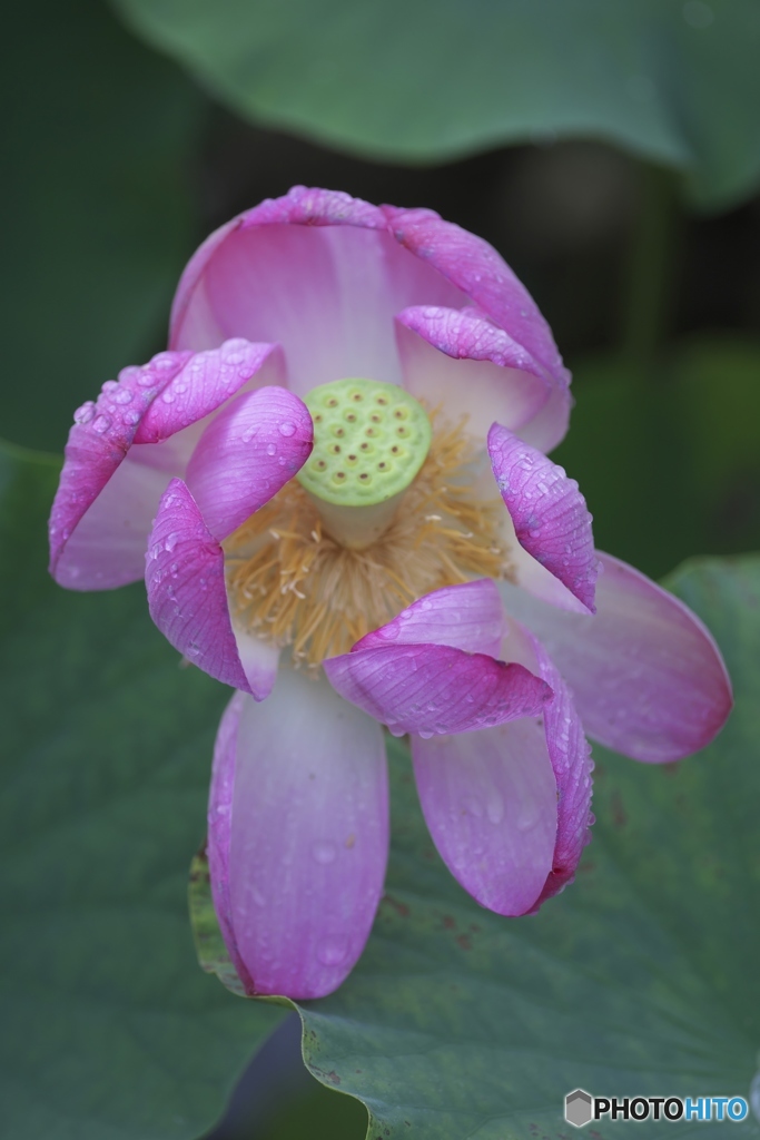 親水公園の蓮　ヘ