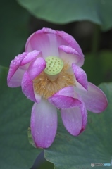 親水公園の蓮　ヘ