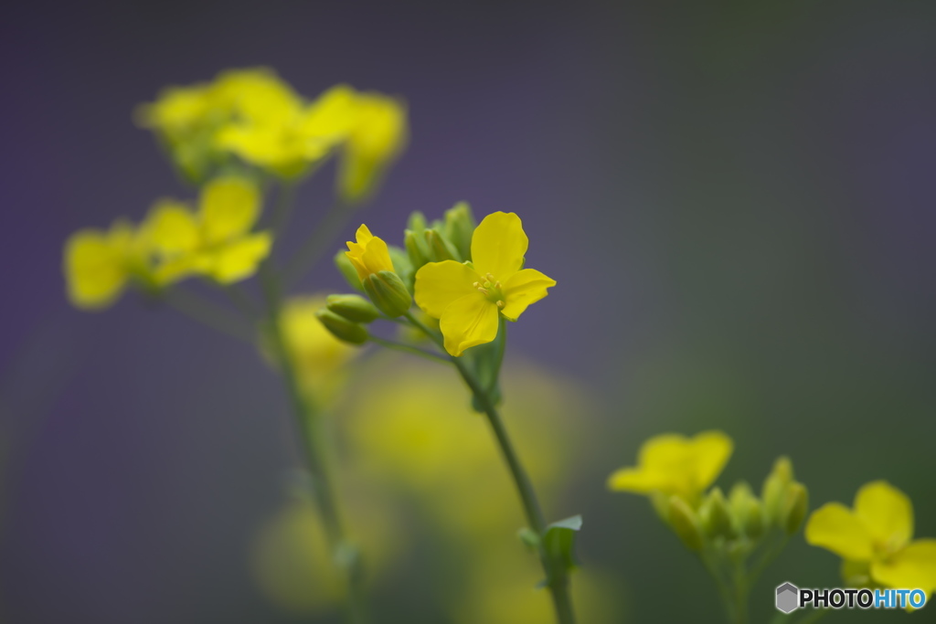 家の庭にも花が咲く