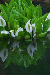 水芭蕉の季節です