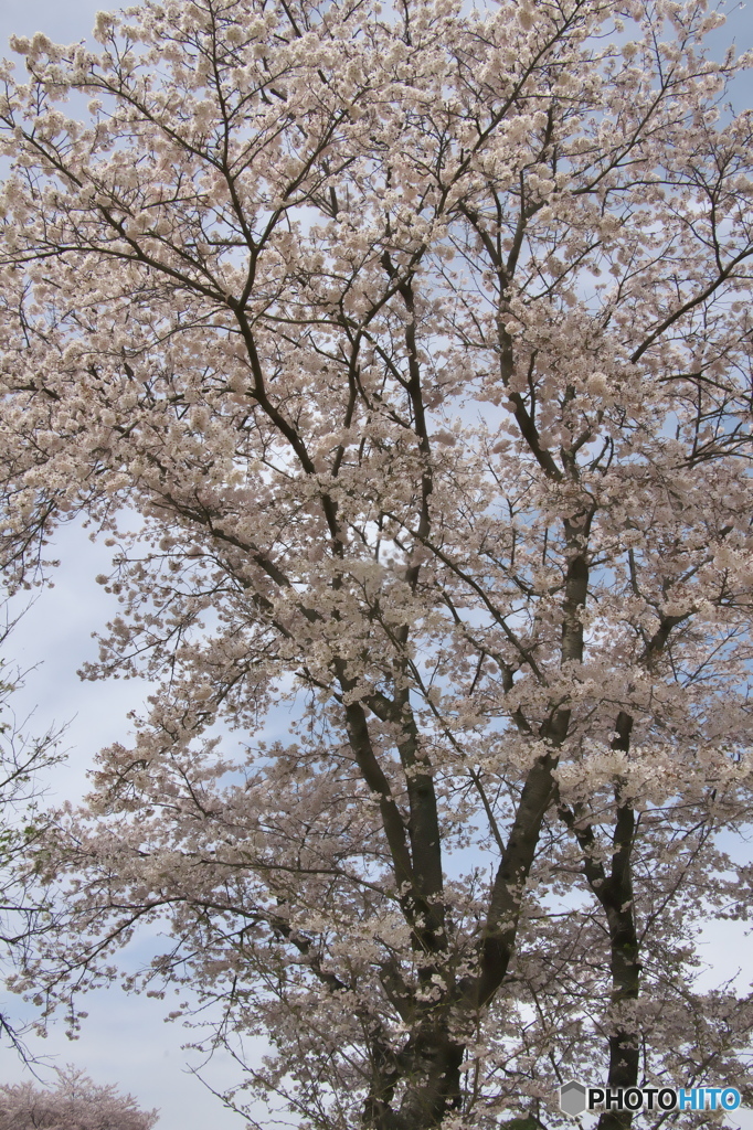 近くの大きな公園の桜