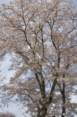 近くの大きな公園の桜