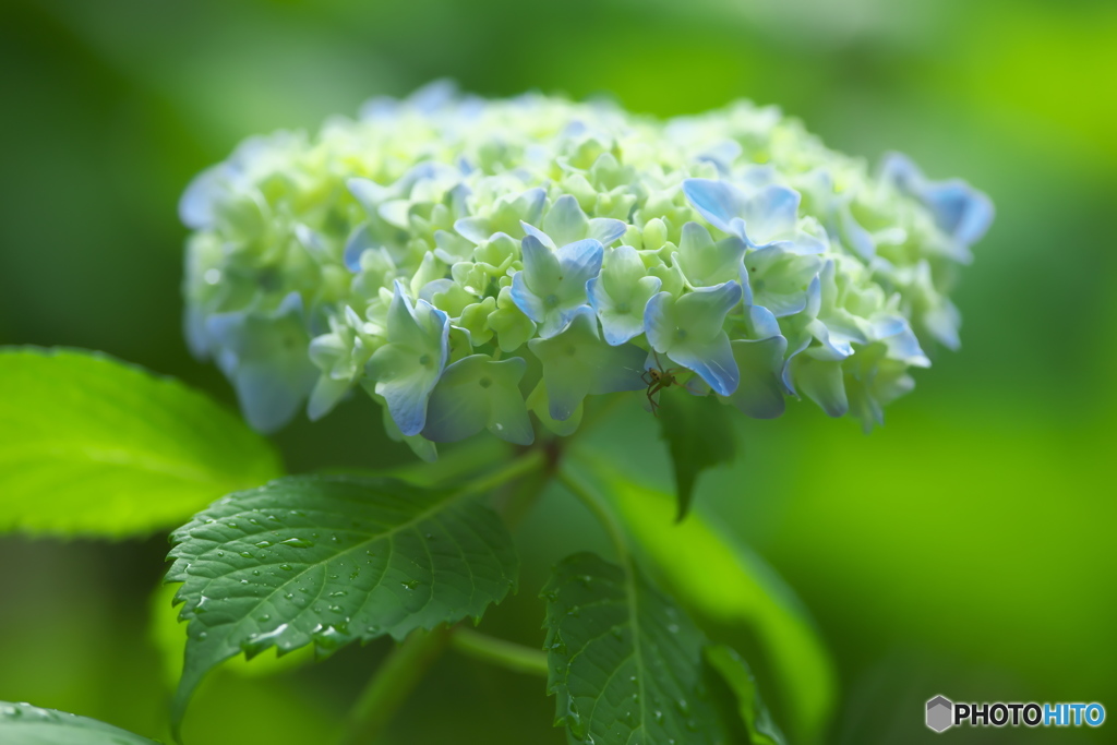 雨引観音の紫陽花　壱