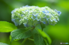 雨引観音の紫陽花　壱
