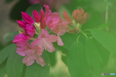 近くの公園に咲いていた