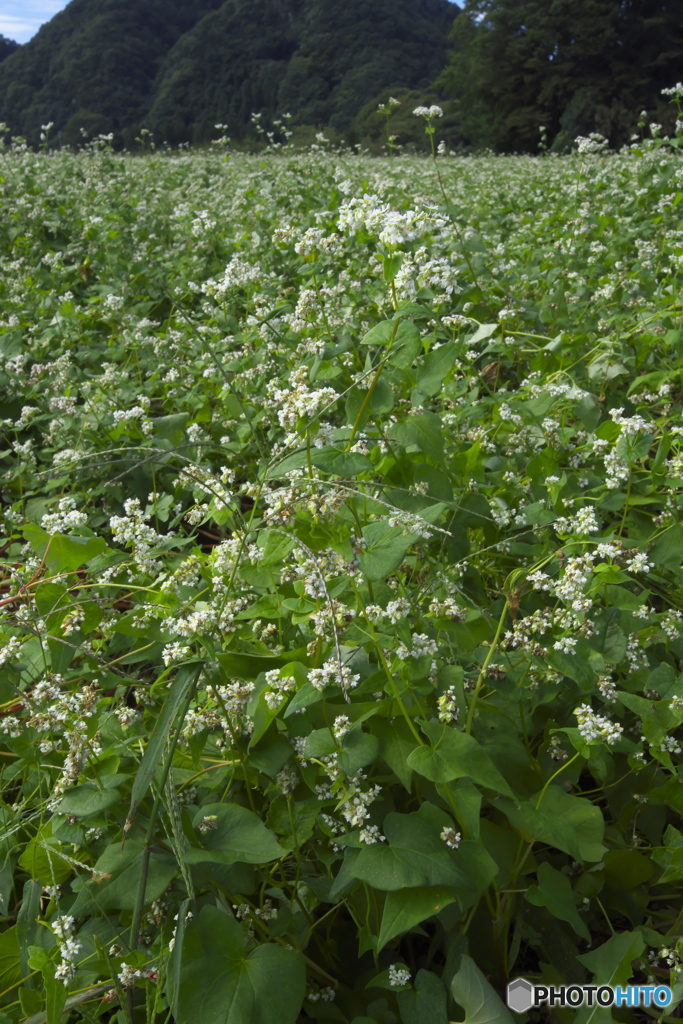 蕎麦屋さん専用蕎麦畑