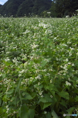 蕎麦屋さん専用蕎麦畑 蕎麦屋さん専用蕎麦畑