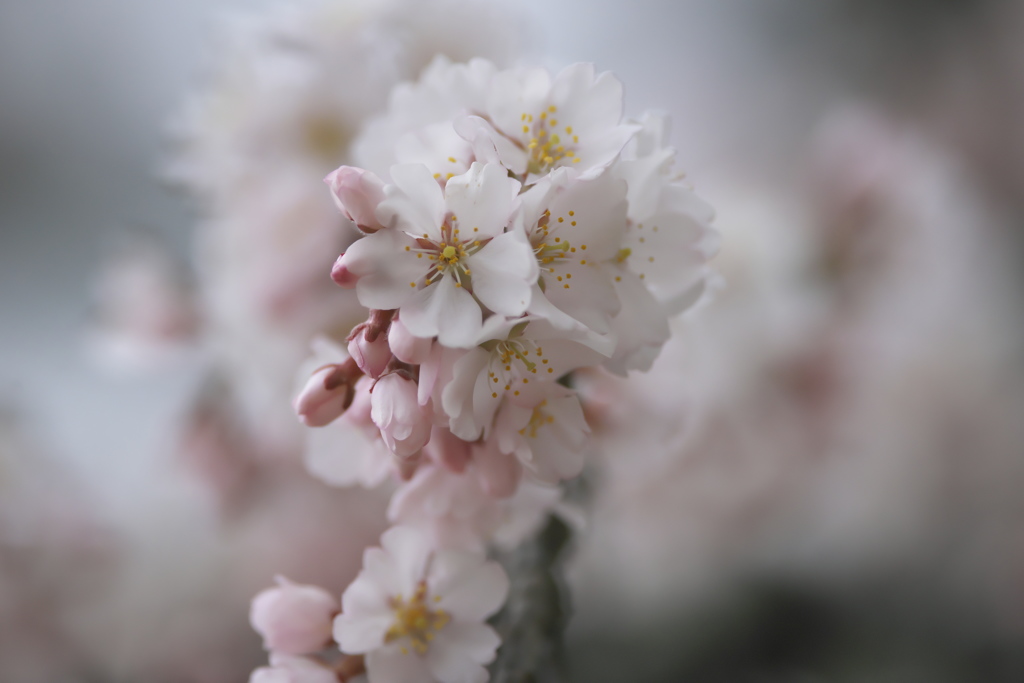 公園の桜