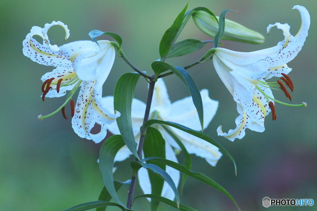ヤマユリの饗宴　参