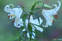 ヤマユリの饗宴　参