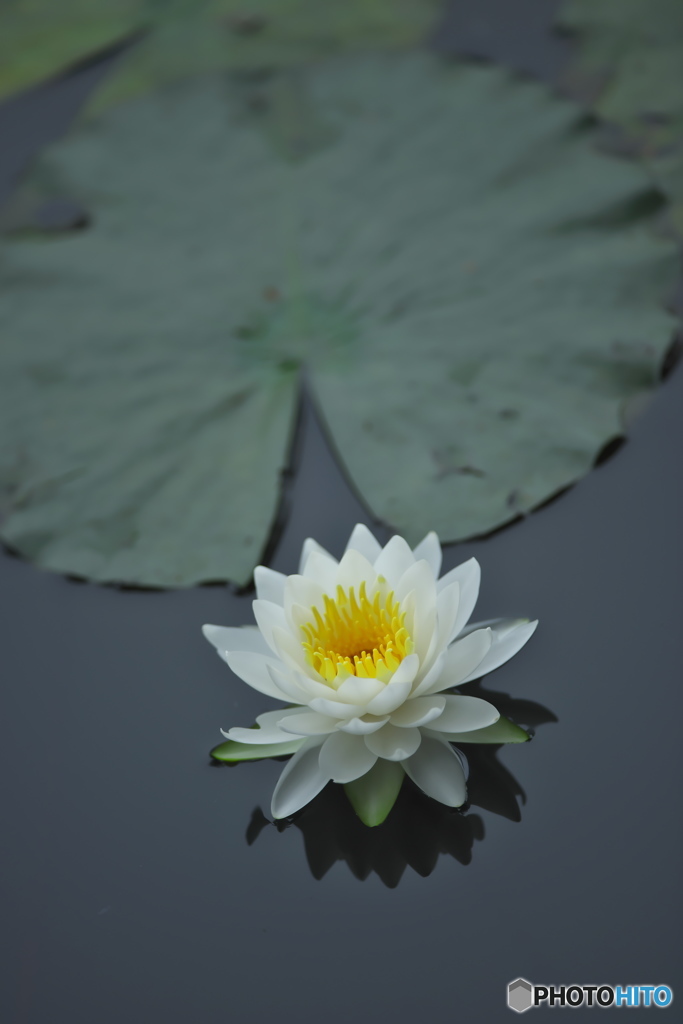 綺麗な水の沼の睡蓮　壱