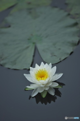 綺麗な水の沼の睡蓮　壱