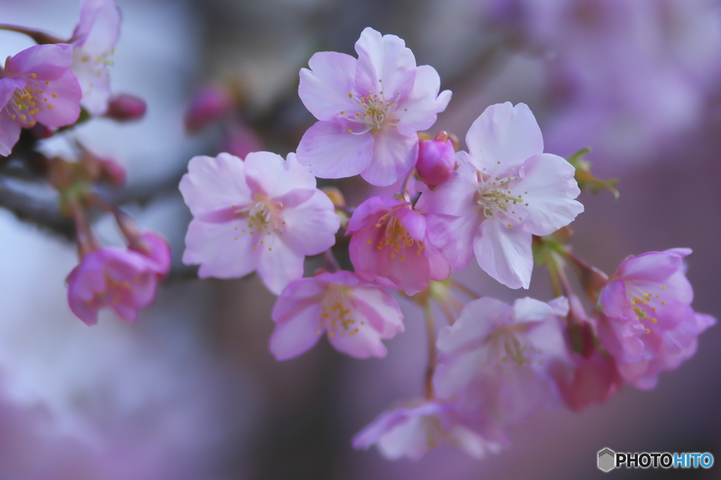 雨引観音の河津桜