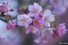 雨引観音の河津桜