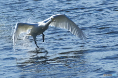 もうじき帰って行く白鳥達