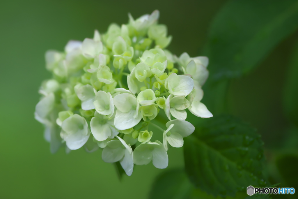 雨引観音の紫陽花　い