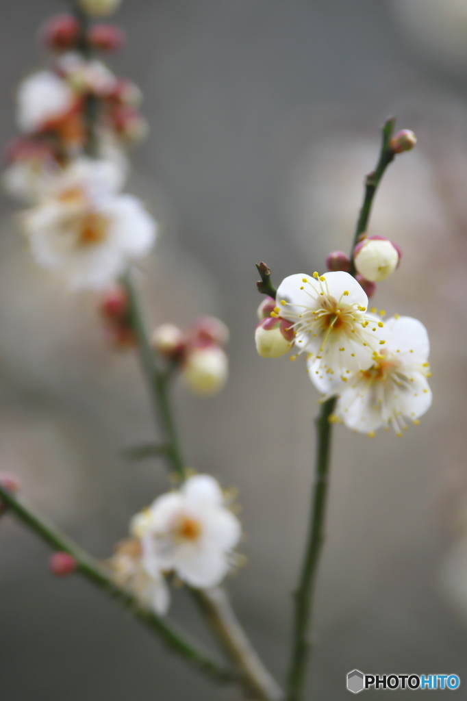 公園の白梅