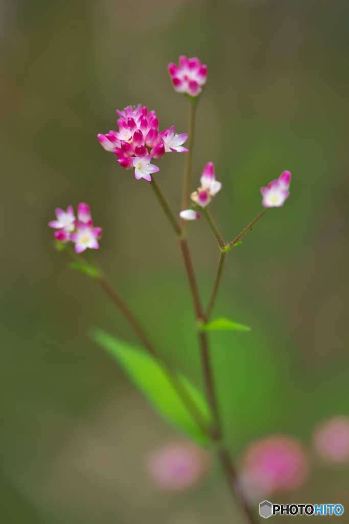 初秋のミゾソバ