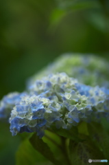 雨引観音の紫陽花　一