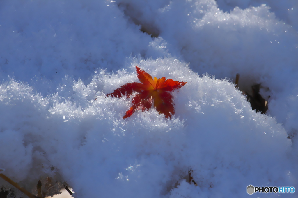 雪上の紅葉