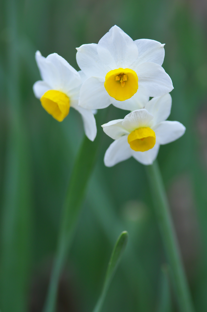 みかも山公園の水仙