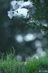草むら