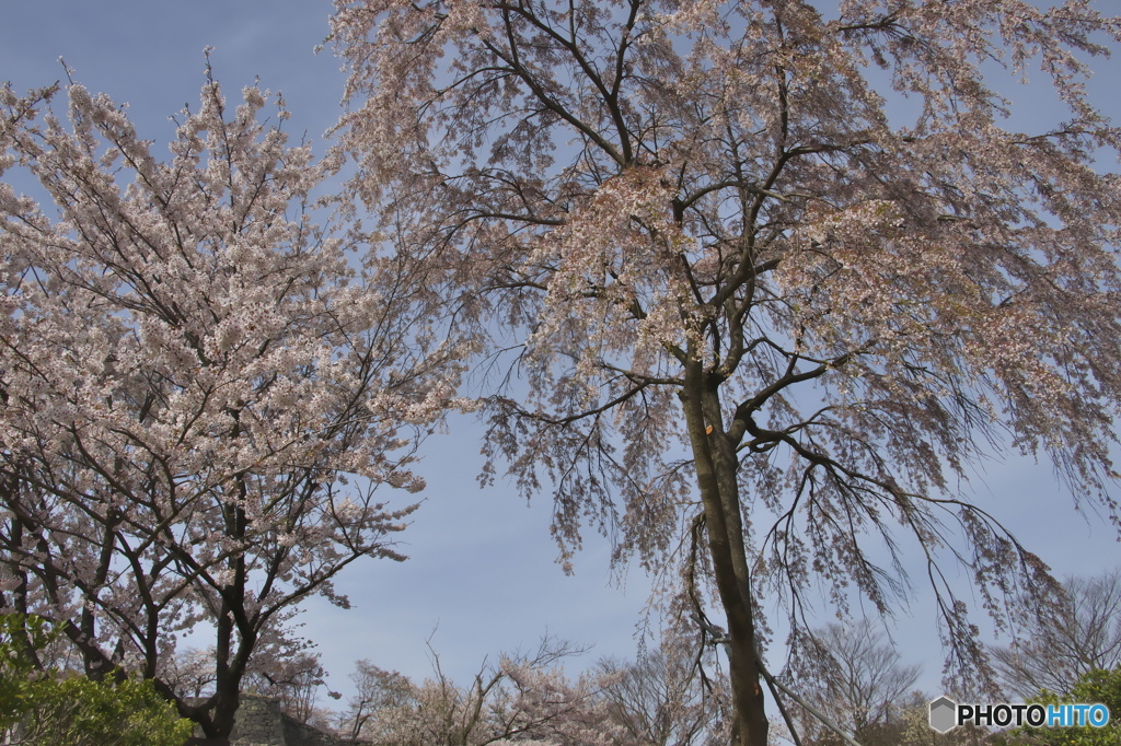 小峰城の桜