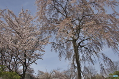 小峰城の桜
