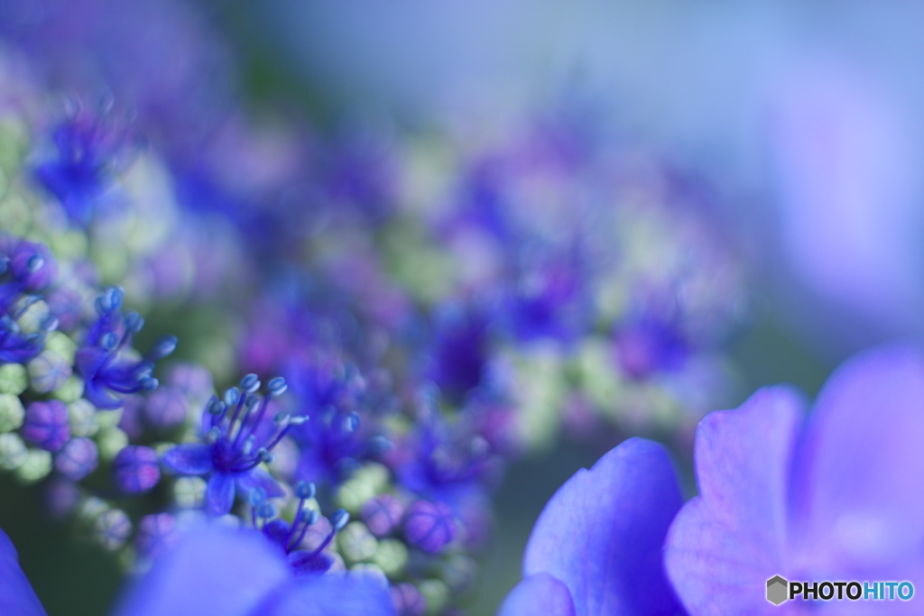 古いレンズで撮った花