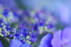 古いレンズで撮った花