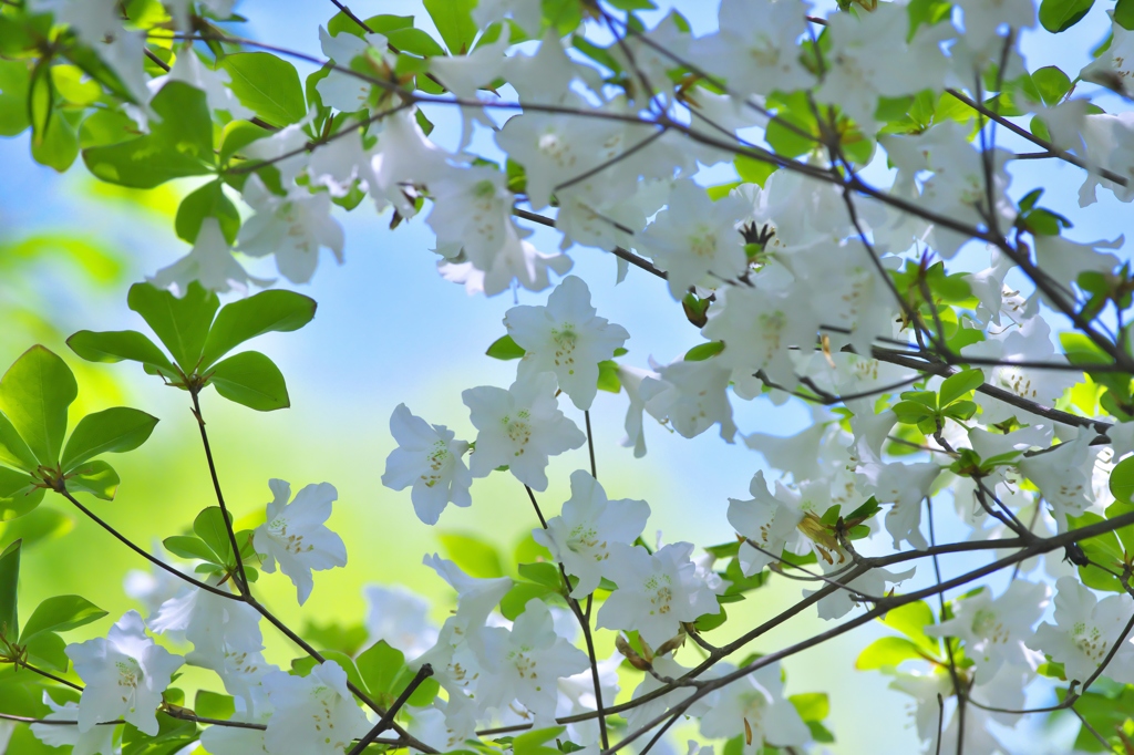 シロヤシオ　ろ