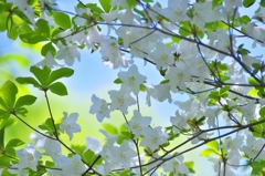 シロヤシオ　ろ