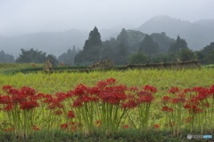 佐貫茶の里公園　周辺