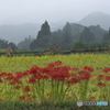 佐貫茶の里公園　周辺