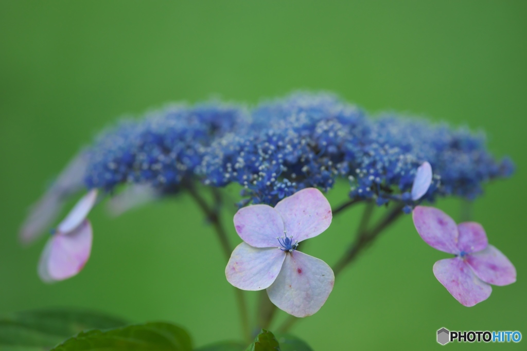 夏の花　紫陽花　壱