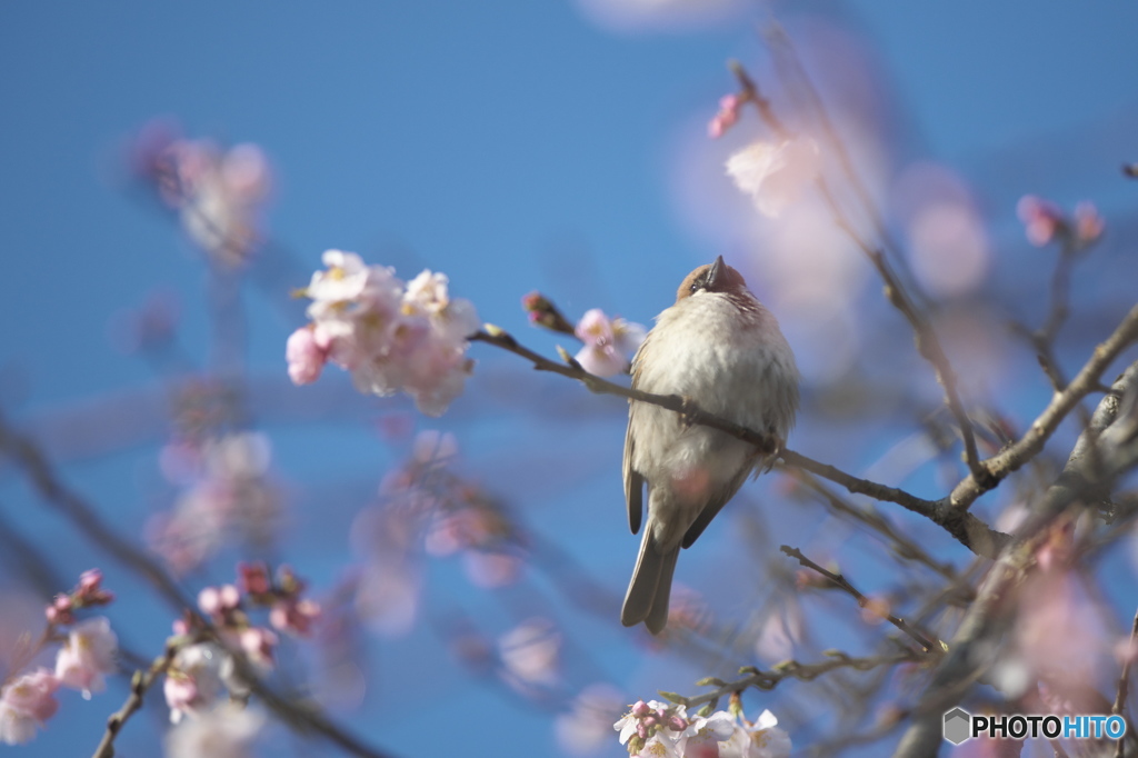 花見中