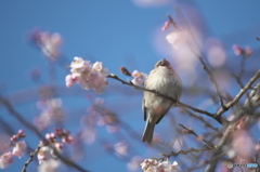 花見中